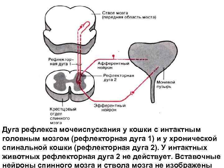 Рвотный рефлекс мозг