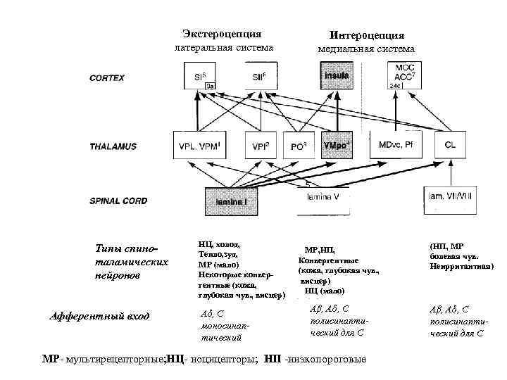 Экстероцепция латеральная система Типы спиноталамических нейронов Афферентный вход НЦ, холод, Тепло, зуд, МР (мало)