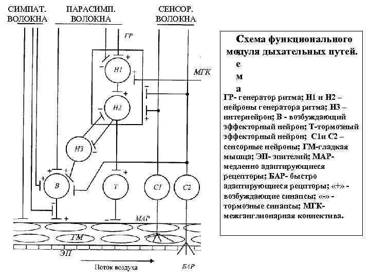 СИМПАТ. ВОЛОКНА ПАРАСИМП. ВОЛОКНА СЕНСОР. ВОЛОКНА МГК С Схема функционального х модуля дыхательных путей.