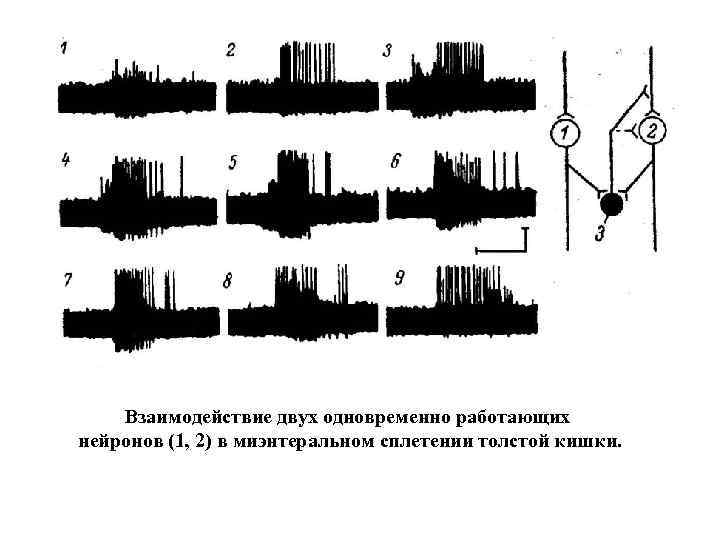 Взаимодействие двух одновременно работающих нейронов (1, 2) в миэнтеральном сплетении толстой кишки. 