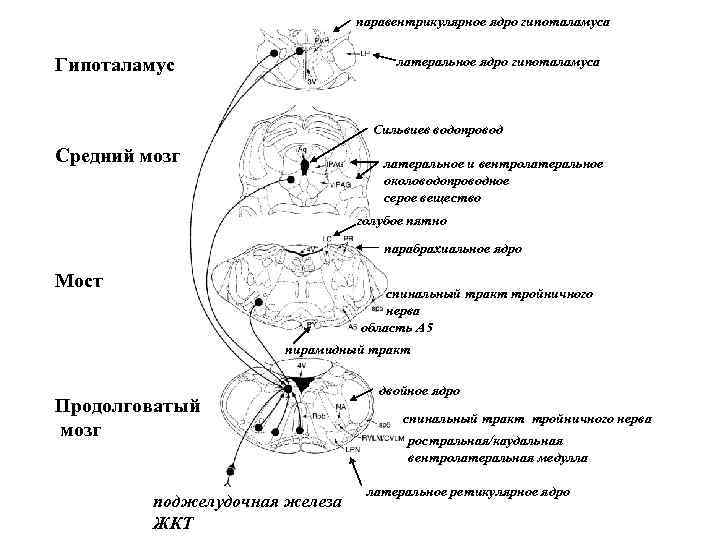 паравентрикулярное ядро гипоталамуса латеральное ядро гипоталамуса Гипоталамус Сильвиев водопровод Средний мозг латеральное и вентролатеральное