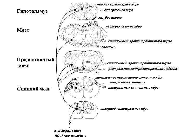 паравентрикулярное ядро латеральное ядро Гипоталамус голубое пятно парабрахиальное ядро Мост спинальный тракт тройничного нерва
