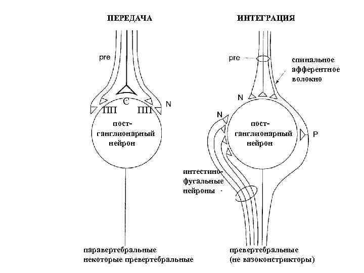 ПЕРЕДАЧА ИНТЕГРАЦИЯ спинальное афферентное волокно ПП С ПП постганглионарный нейрон интестинофугальные нейроны паравертебральные некоторые