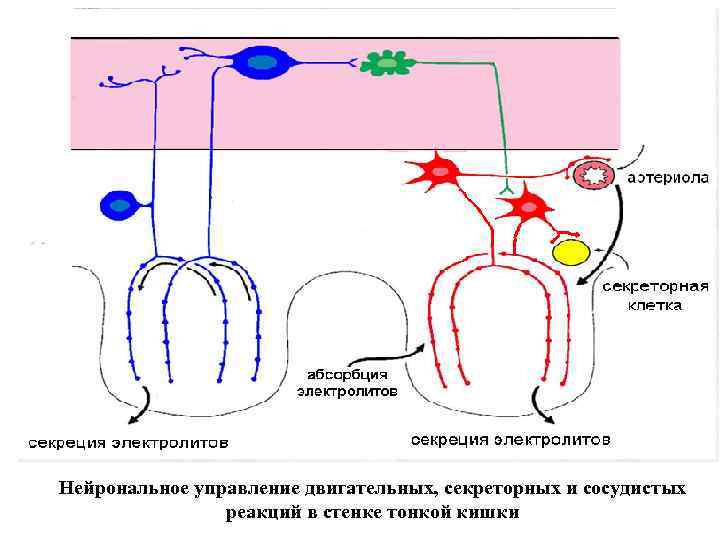 Нейрональное управление двигательных, секреторных и сосудистых реакций в стенке тонкой кишки 