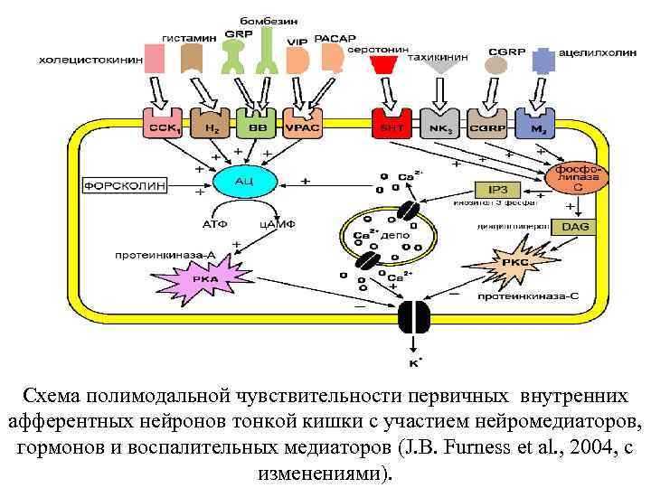 Схема полимодальной чувствительности первичных внутренних афферентных нейронов тонкой кишки с участием нейромедиаторов, гормонов и