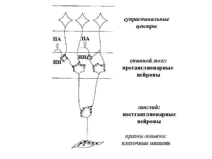 супраспинальные центры ПА ИН спинной мозг: преганглионарные нейроны ганглий: постганглионарные нейроны органы-мишени: клеточные мишени