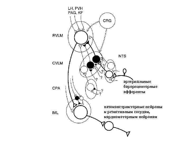 артериальные барорецепторные афференты вазоконстрикторные нейроны к резистивным сосудам, кардиомоторным нейронам 
