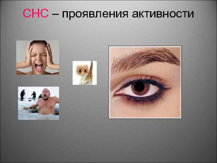 СНС – проявления активности 