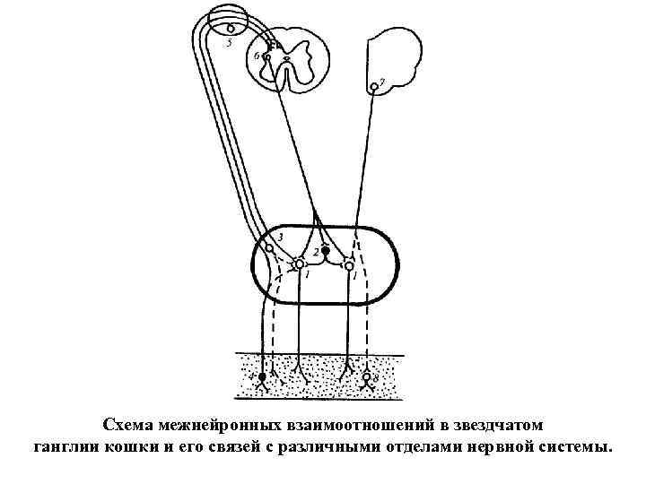 Схема межнейронных взаимоотношений в звездчатом ганглии кошки и его связей с различными отделами нервной