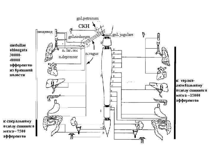 gnl. petrosum СКН пищевод gnl. nodosum medullae оblongata 3000040000 афферентов из брюшной полости gnl.