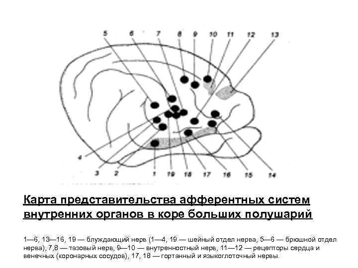 Карта представительства афферентных систем внутренних органов в коре больших полушарий 1— 6, 13— 16,