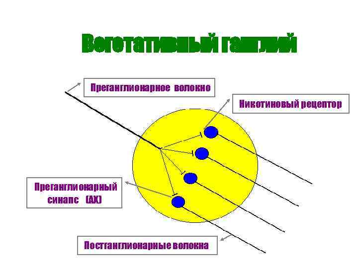 Вегетативный ганглий Преганглионарное волокно Никотиновый рецептор Преганглионарный синапс (АХ) Постганглионарные волокна 