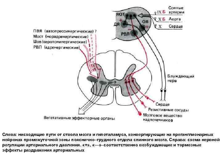 Регуляция вегетативной нервной системой гипоталамусом схема