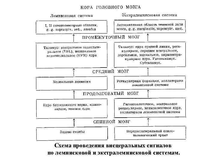 Схема проведения висцеральных сигналов по лемнисковой и экстралемнисковой системам. 