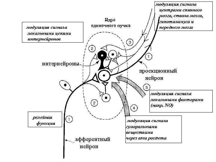Ядро одиночного пучка модуляция сигнала локальными цепями интернейронов модуляция сигнала центрами спинного мозга, ствола