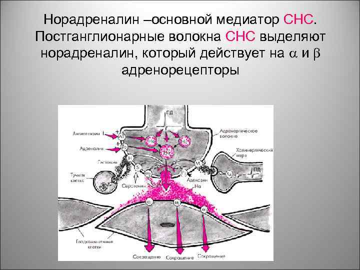 Норадреналин –основной медиатор СНС. Постганглионарные волокна СНС выделяют норадреналин, который действует на и адренорецепторы