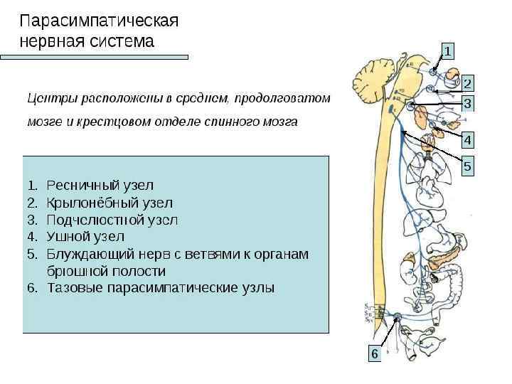 Физиология вегетативной нервной системы презентация