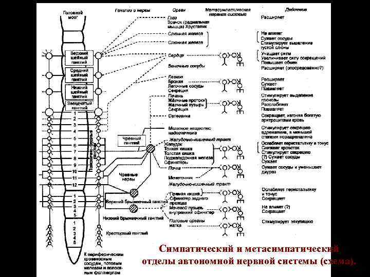 Cимпатический и метасимпатический отделы автономной нервной системы (схема). 