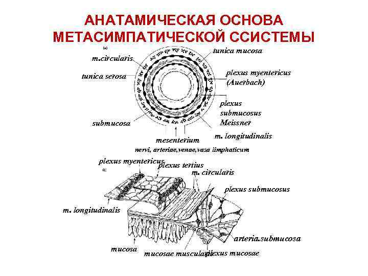 АНАТАМИЧЕСКАЯ ОСНОВА МЕТАСИМПАТИЧЕСКОЙ ССИСТЕМЫ tunica mucosa m. circularis plexus myentericus (Auerbach) tunica serosa plexus