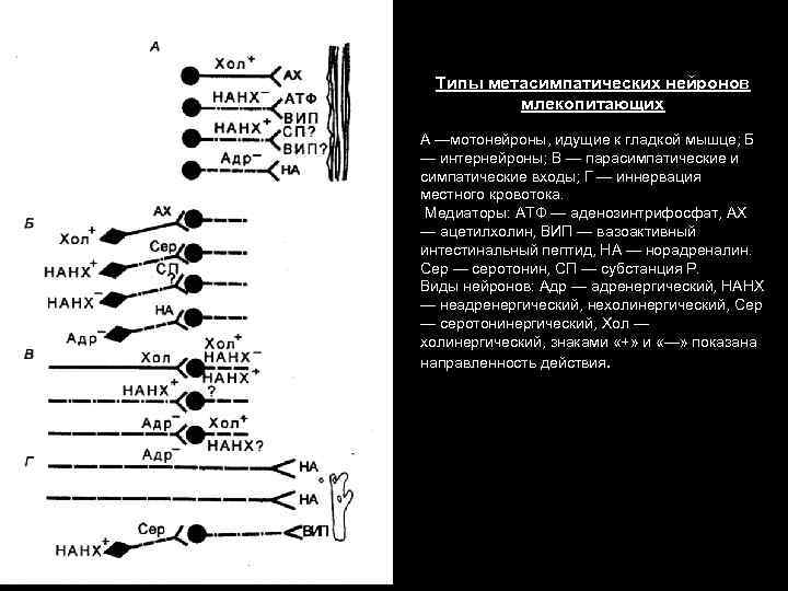 Типы метасимпатических нейронов млекопитающих А —мотонейроны, идущие к гладкой мышце; Б — интернейроны; В