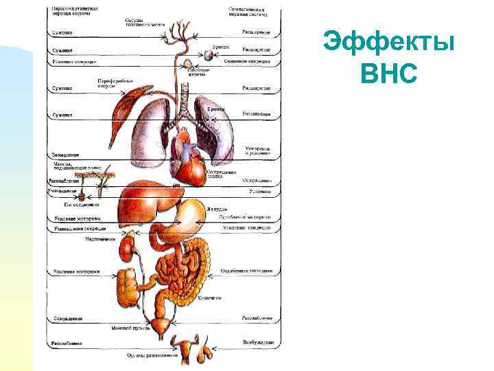 Эффекты ВНС 