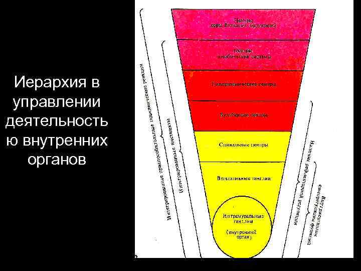 Иерархия в управлении деятельность ю внутренних органов 