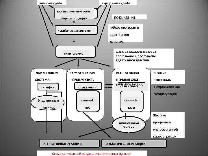 внешняя среда внутренняя среда мотивационные зоны коры и подкорки ПОБУЖДЕНИЕ лимбическая система гибкие программы