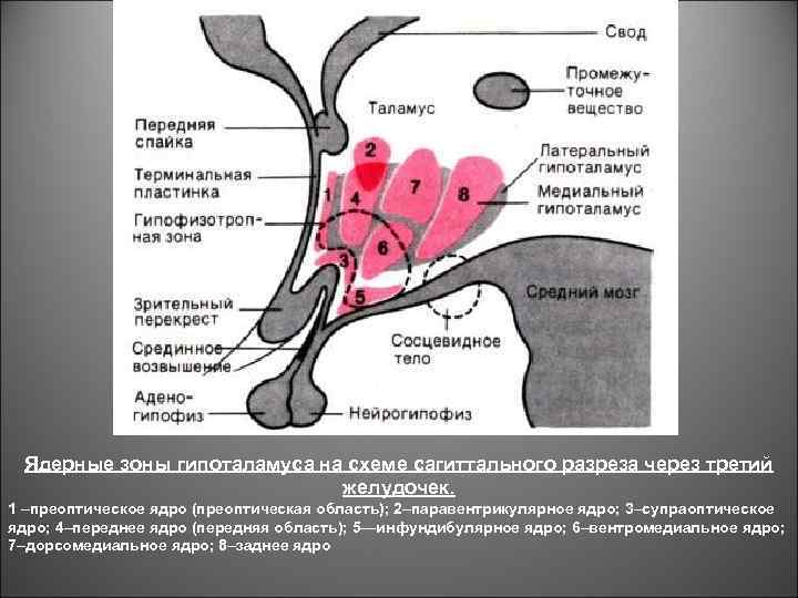 Ядерные зоны гипоталамуса на схеме сагиттального разреза через третий желудочек. 1 –преоптическое ядро (преоптическая