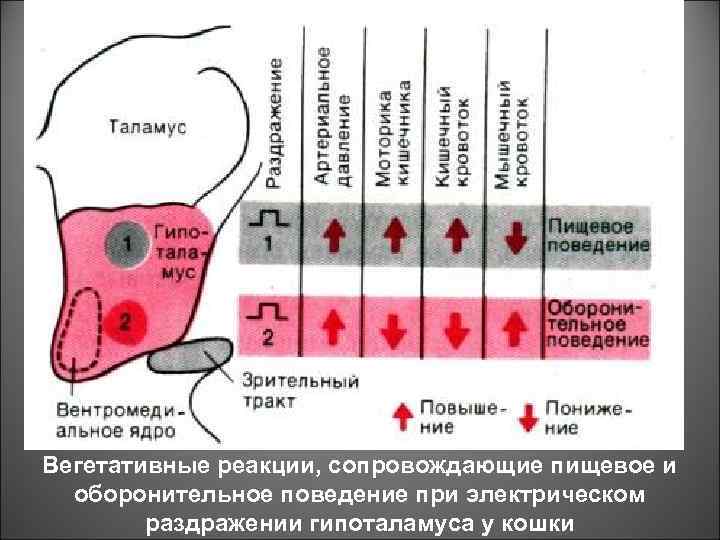 Вегетативные реакции, сопровождающие пищевое и оборонительное поведение при электрическом раздражении гипоталамуса у кошки 