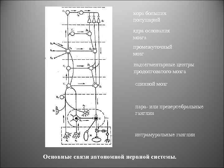 кора больших полушарий ядра основания мозга промежуточный мозг надсегментарные центры продолговатого мозга спинной мозг