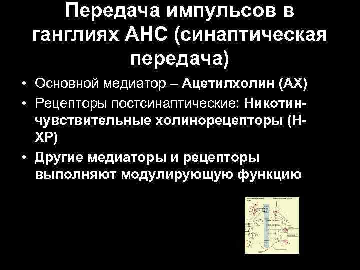 Передача импульсов в ганглиях АНС (синаптическая передача) • Основной медиатор – Ацетилхолин (АХ) •