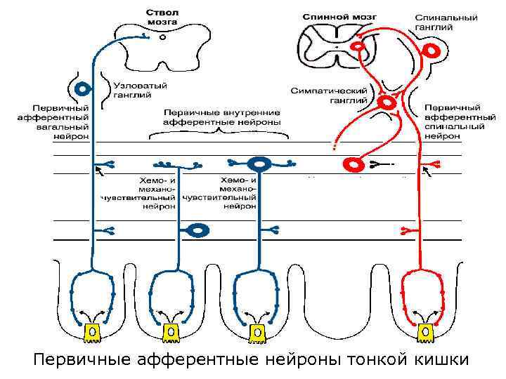 Первичные афферентные нейроны тонкой кишки 