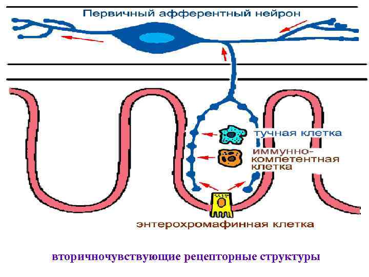 вторичночувствующие рецепторные структуры 