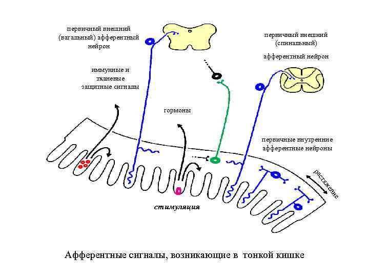 первичный внешний (вагальный) афферентный нейрон первичный внешний (спинальный) афферентный нейрон иммунные и тканевые защитные