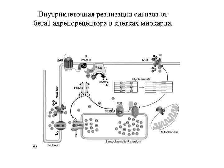 Внутриклеточная реализация сигнала от бета 1 адренорецептора в клетках миокарда. 