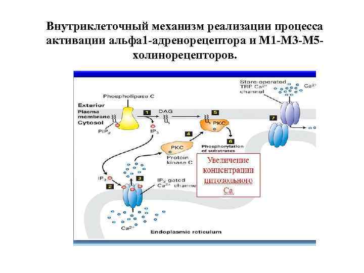 Внутриклеточный механизм реализации процесса активации альфа 1 -адренорецептора и М 1 -М 3 -М