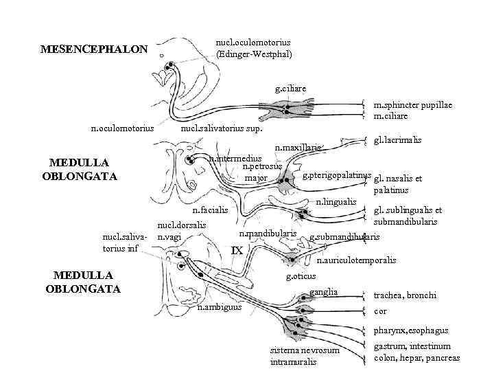 nucl. oculomotorius (Edinger-Westphal) MESENCEPHALON g. ciliare m. sphincter pupillae m. ciliare n. oculomotorius nucl.