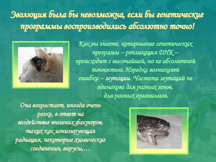 Эволюция была бы невозможна, если бы генетические программы воспроизводились абсолютно точно! Как вы знаете,