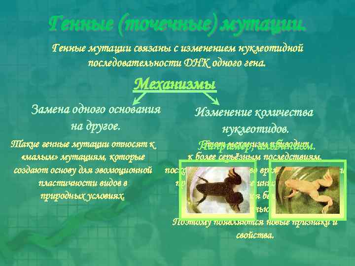 Генные (точечные) мутации. Генные мутации связаны с изменением нуклеотидной последовательности ДНК одного гена. Механизмы