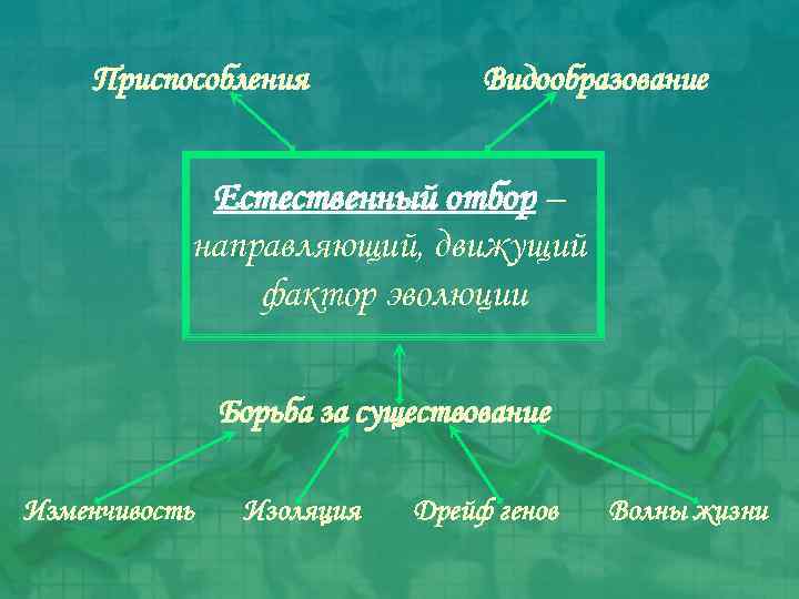 Презентация естественный отбор направляющий фактор эволюции