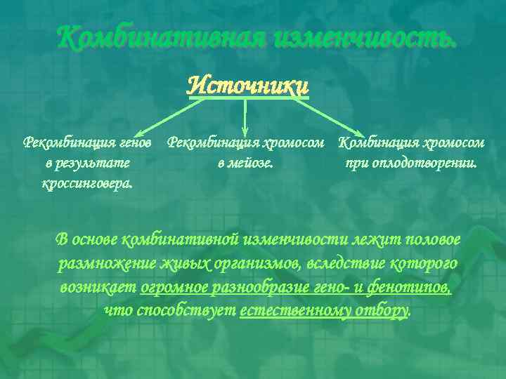 Комбинативная изменчивость. Источники Рекомбинация генов Рекомбинация хромосом Комбинация хромосом в результате в мейозе. при