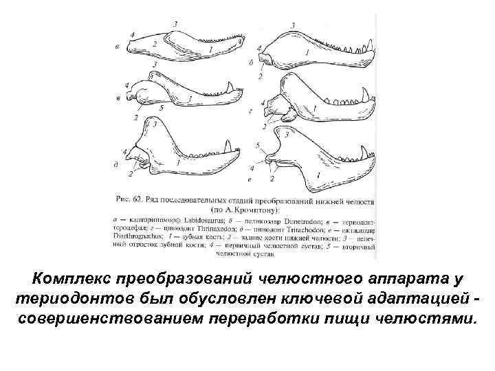 Комплекс преобразований челюстного аппарата у териодонтов был обусловлен ключевой адаптацией совершенствованием переработки пищи челюстями.