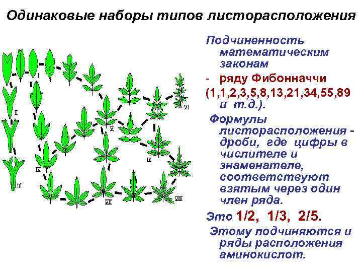 Одинаковые наборы типов листорасположения Подчиненность математическим законам - ряду Фибонначчи (1, 1, 2, 3,