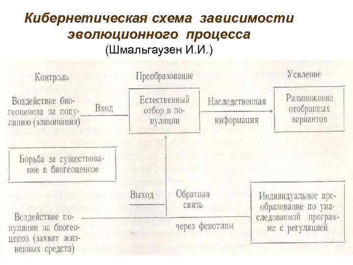 Кибернетическая схема зависимости эволюционного процесса (Шмальгаузен И. И. ) 