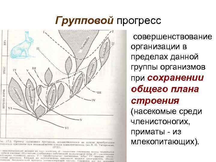 Групповой прогресс • совершенствование организации в пределах данной группы организмов при сохранении общего плана