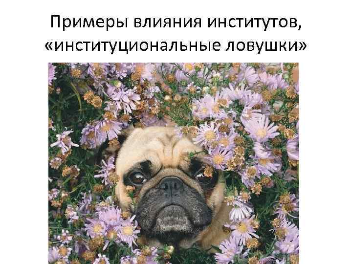 Примеры влияния институтов, «институциональные ловушки» 