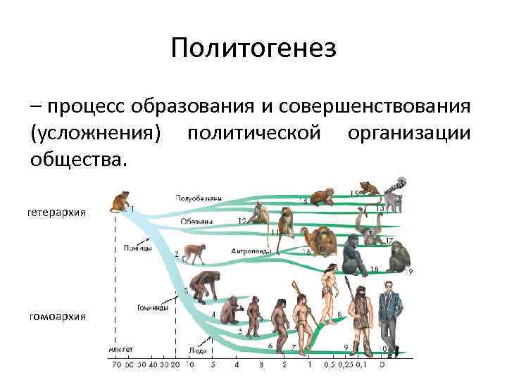 Политогенез – процесс образования и совершенствования (усложнения) политической организации общества. гетерархия гомоархия 