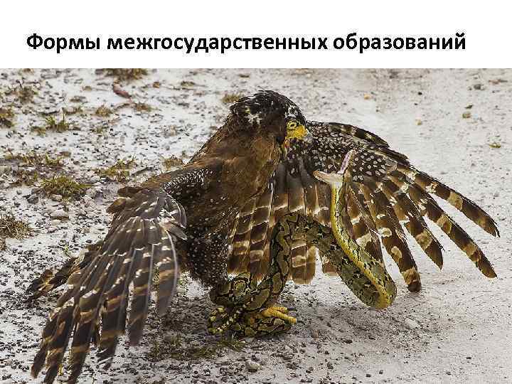 Формы межгосударственных образований 