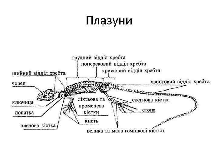 Плазуни 