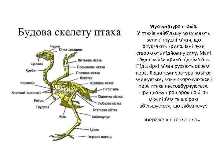 Мускулатура птахів. У птахів найбільшу масу мають великі грудні м'язи, що опускають крило. Їхні